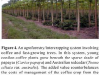 o_cafetal agroforestal2